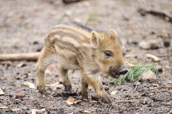 Wild boar