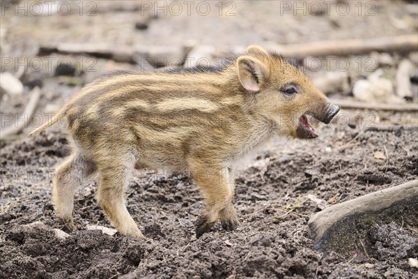 Wild boar