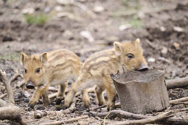 Wild boar