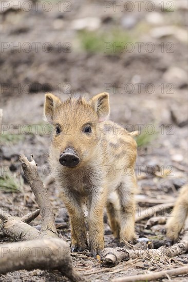 Wild boar