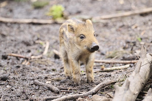 Wild boar