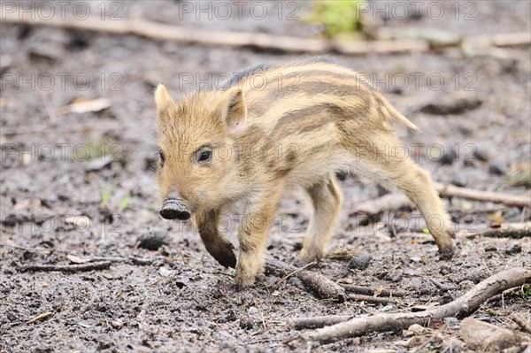 Wild boar