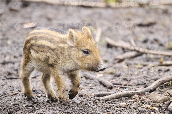 Wild boar