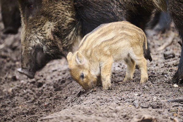 Wild boar