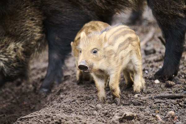 Wild boar