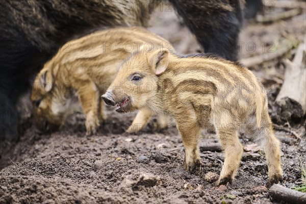 Wild boar