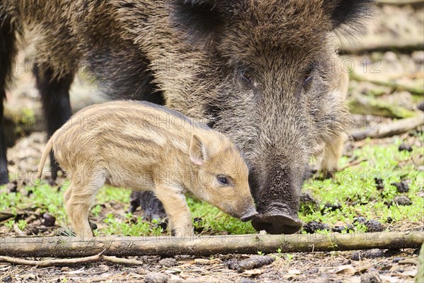 Wild boar