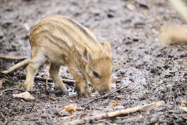 Wild boar