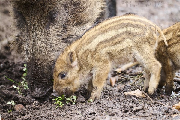 Wild boar