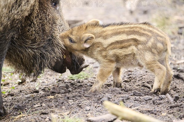 Wild boar