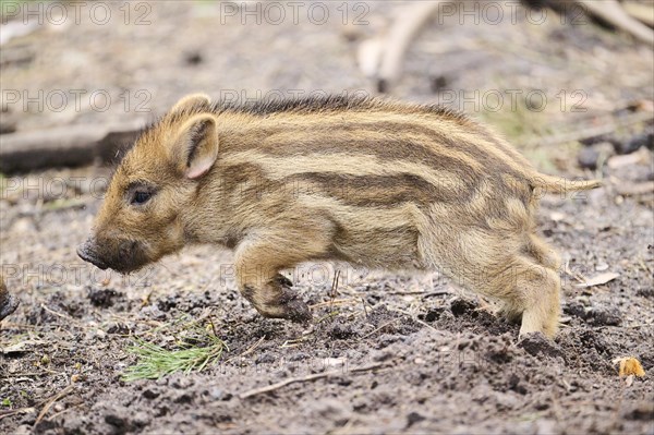 Wild boar