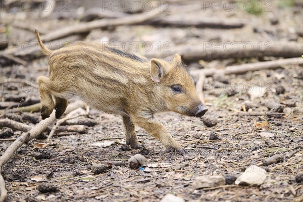 Wild boar