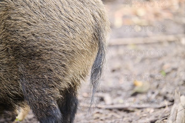 Wild boar