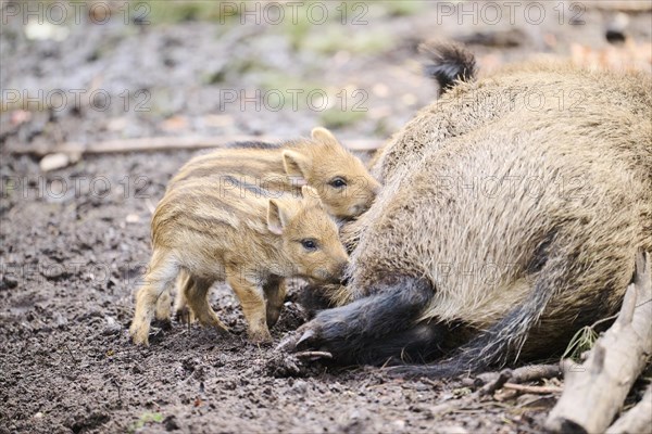 Wild boar