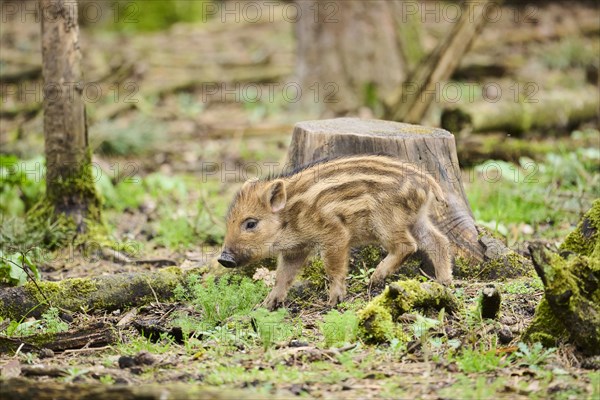 Wild boar