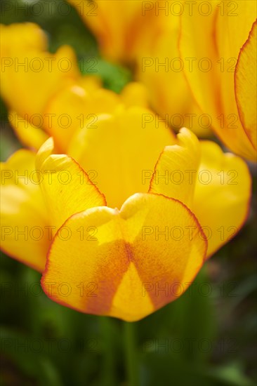 Garden tulip