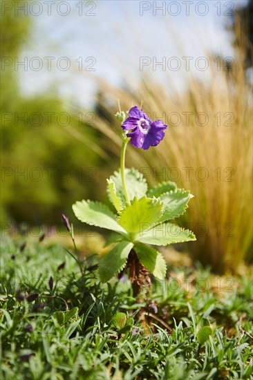 Silver-edged primrose