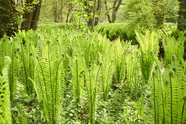 Male fern