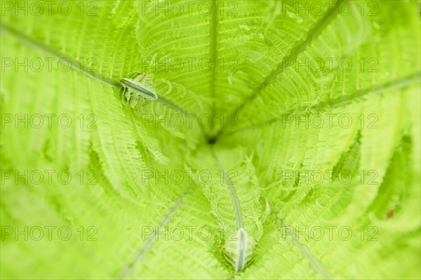 Male fern