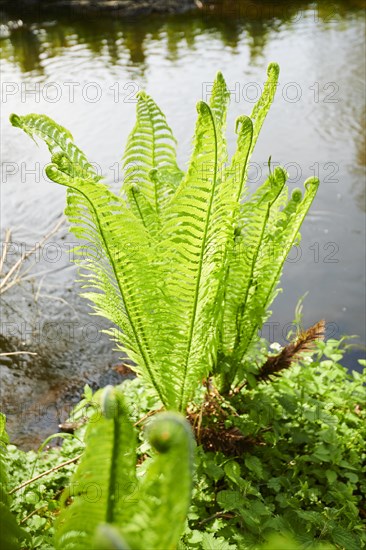 Male fern