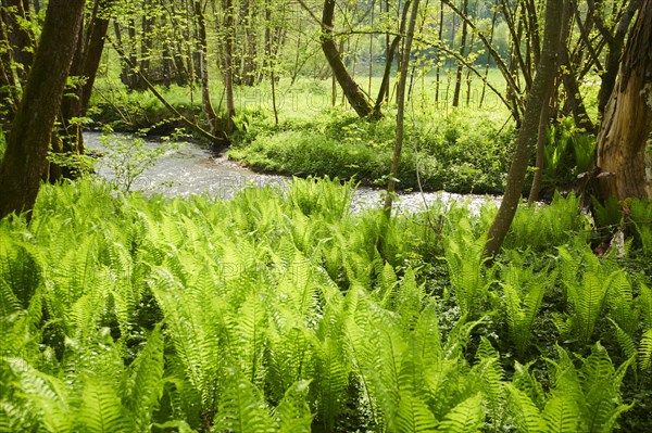 Male fern