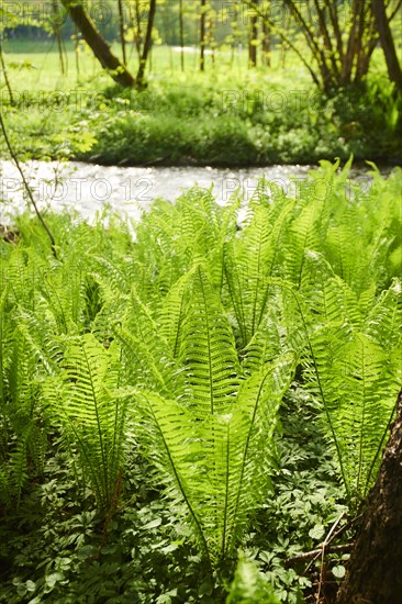 Male fern