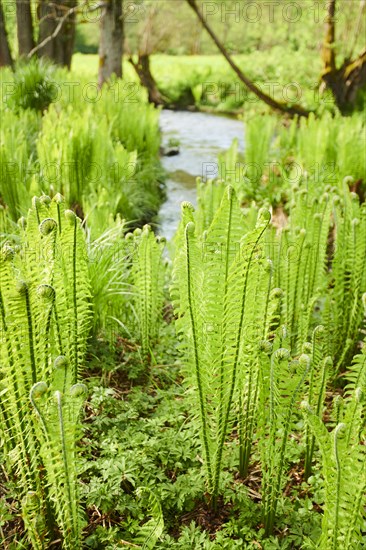 Male fern