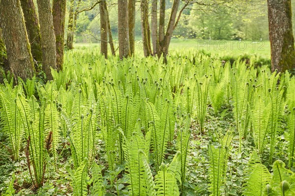 Male fern