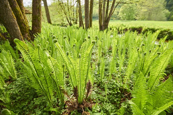 Male fern