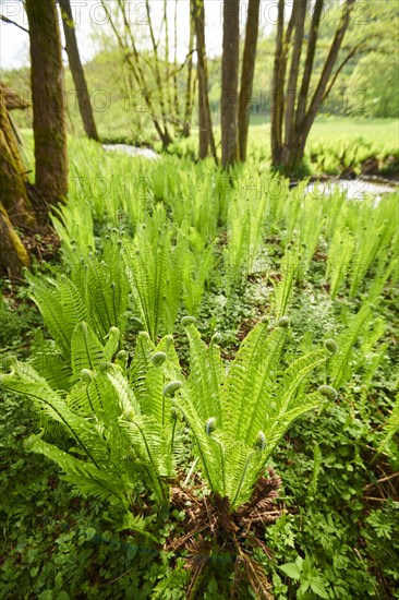 Male fern