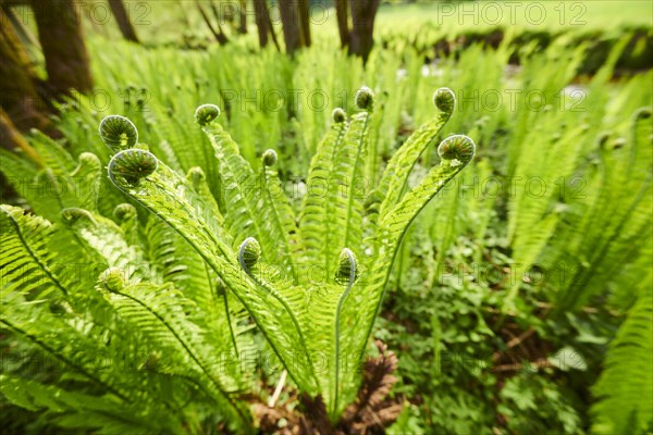 Male fern