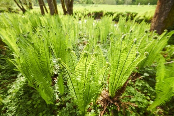 Male fern