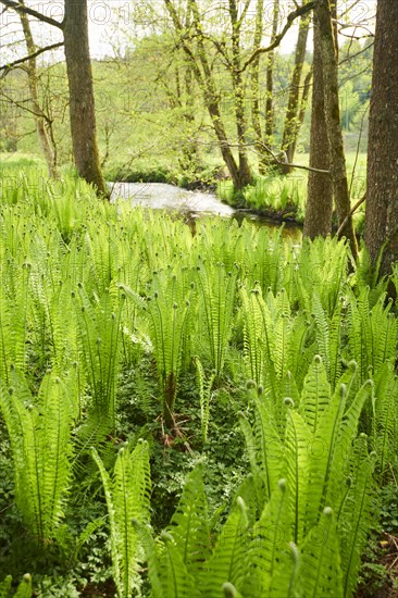 Male fern