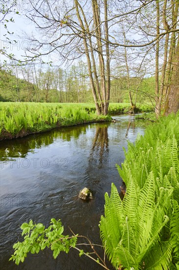 Male fern