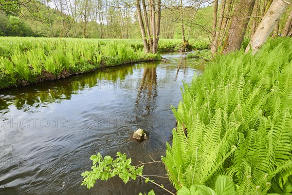 Male fern