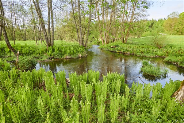 Male fern