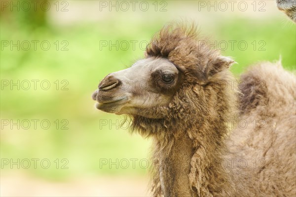 Dromedary