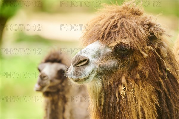 Dromedary