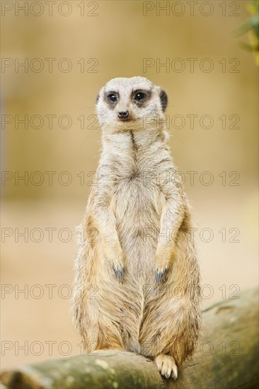 Meerkat