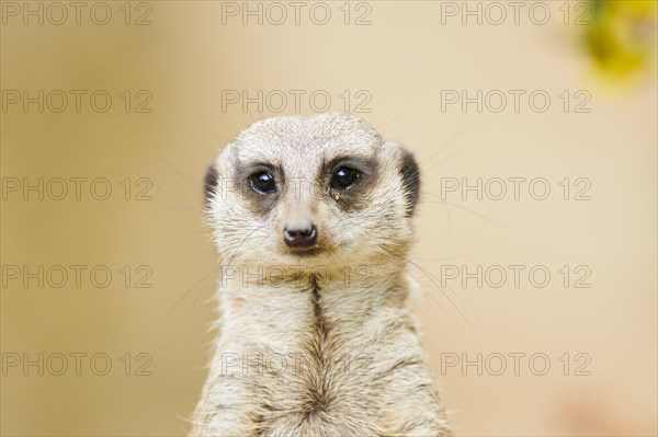 Meerkat