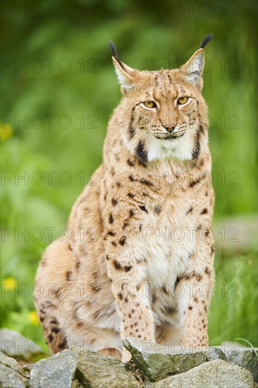 Eurasian lynx