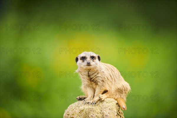 Meerkat