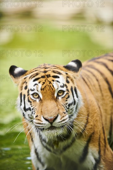 Siberian tiger