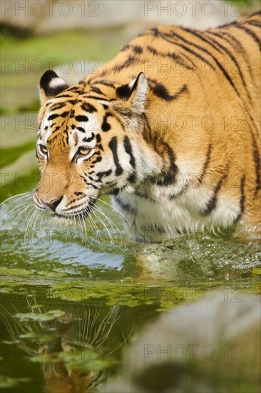 Siberian tiger