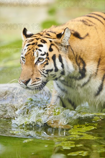 Siberian tiger