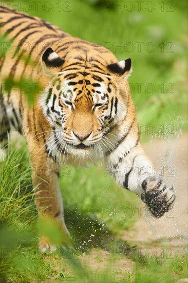 Siberian tiger