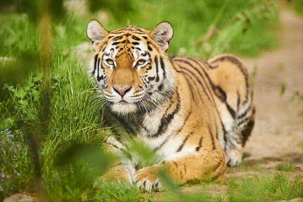 Siberian tiger