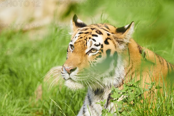 Siberian tiger