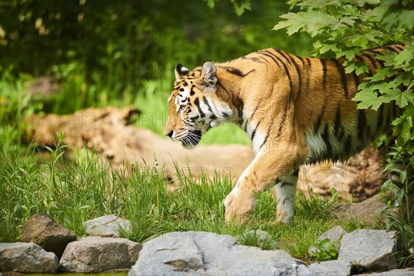 Siberian tiger