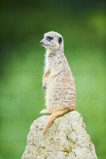 Meerkat